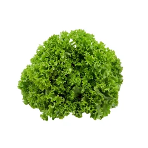 Salat Lollo Grønn (pakke)